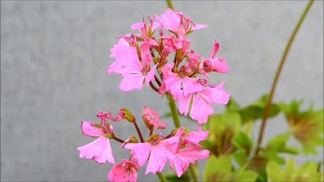 Пеларгонии стеллары. Листья и цветочки пеларгонии звездчатая 3-х сортов смотреть онлайн