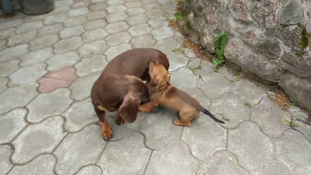 Природа таксы собаки дача(21) смотреть онлайн