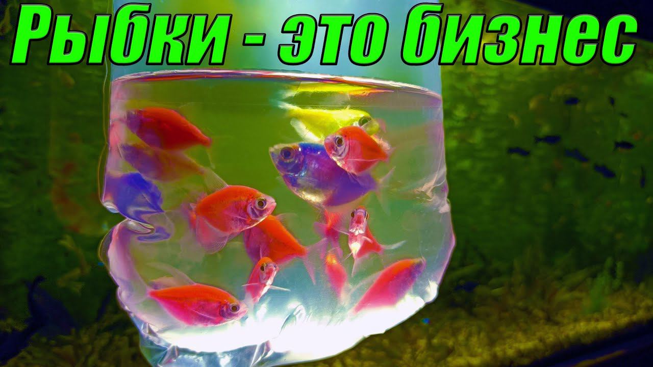 Рыборазводня как бизнес! Новая тактика по продаже аквариумных рыб и растений