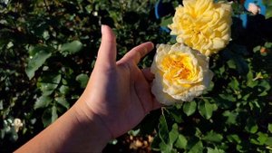 Candlelight rose | Tantau rose | Fall 2022 | True Yellow rose