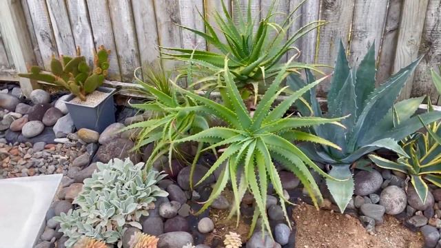 仙人掌开出巨花，还有超大号酒瓶兰 смотреть онлайн