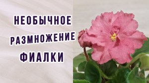 Необычное размножение фиалки. Своя селекция.