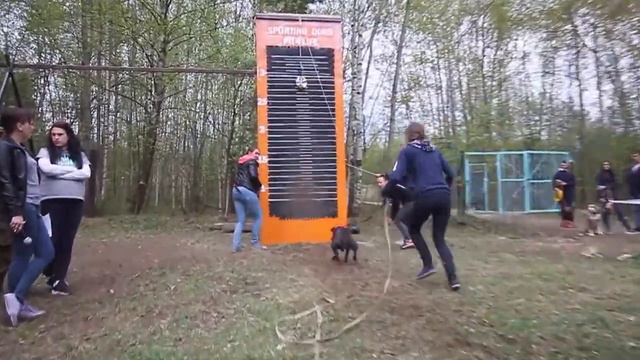 Авентадор апбт (KMK's Rocky Balboa) Американский Питбультерьер (апбт, Санкт-Петербург) смотреть онлайн