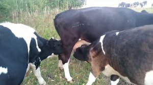 Телёнок ест корову.