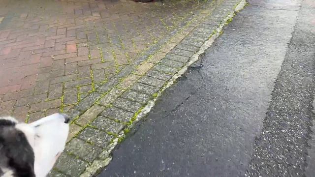 Huge Husky PROTECTS Us From Small Scary Person! смотреть онлайн