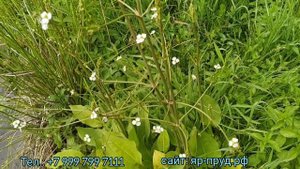 Частуха Подорожниковая (Alisma plantago-aquatica) Plantain Chastukha
