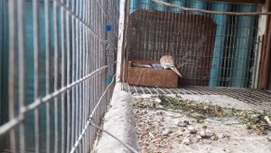 Бриллиантовая горлица. Период  гнездовки.