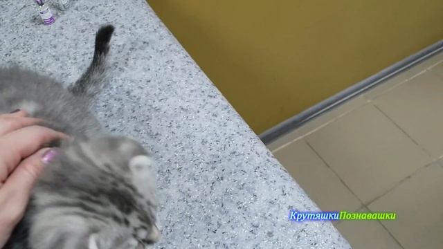 Нужно ли делать прививку кошкам? На приеме у ветеринара смотреть онлайн