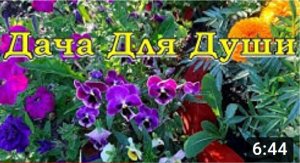 Золотые правила выращивания ВИОЛЫ⚘⚘⚘