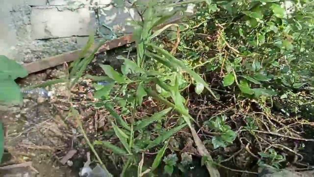 December 13, 2020 growing kumquat, lemon and jackfruit смотреть онлайн