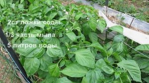 ПИЩЕВАЯ СОДА - КАК УДОБРЕНИЕ ДЛЯ ОГУРЦОВ ,ТОМАТОВ ,ПЕРЦА и  ДР..  СРЕДСТВО  ОТ МУЧНИСТОЙ РОСЫ