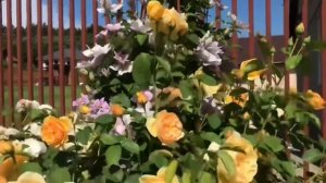 Английские розы на штамбе ? Плюсы и минусы ? Rose Heritage ? Rose Graham Thomas.mp4