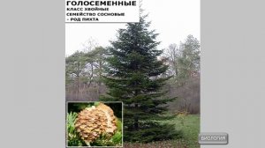 Разнообразие хвойный растений