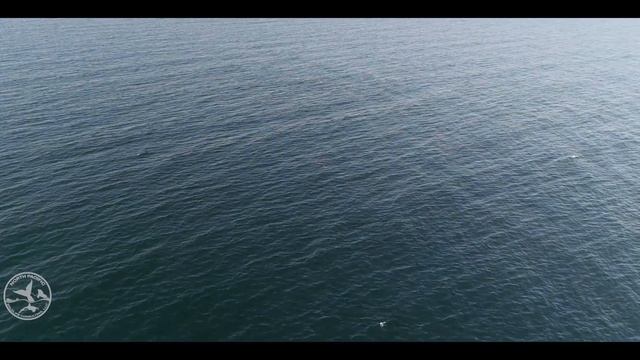 GREY WHALE RUN СЕРЫЙ КИТ смотреть онлайн