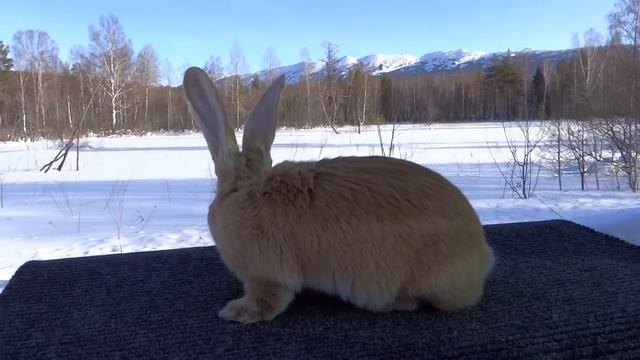 Ризен рыжий (gelb). ЛПХ Моряк. смотреть онлайн