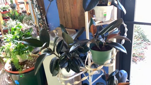 Do You ONLY Shop at Your Parent's Garden Center? // What Will Happen When They Retire? 🌿 смотреть онлайн