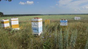 июль на пасеке   перевозка пчел в ульях BienenHaus за 100 км на опыление лука и фацелии