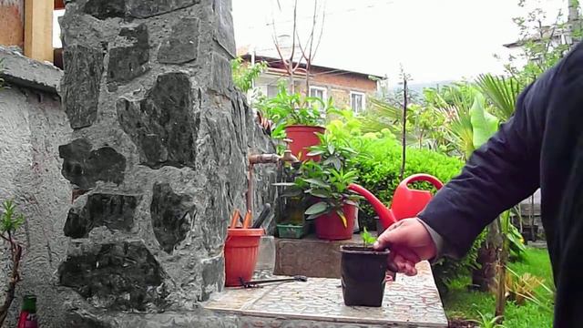 Pepino ( Solanum muricatum) - How rooted cutting смотреть онлайн