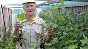 Смородина Зелёная Дымка