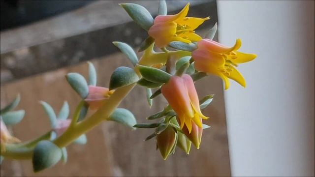 Flowering Mexican Rose - Echeveria elegans смотреть онлайн