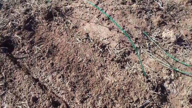 Посадка моркови ранней весной смотреть онлайн