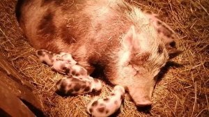 Потеря части поросят после опороса.