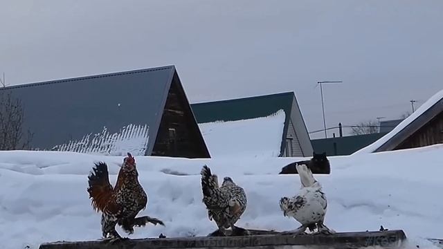 Жили-были Кот да Петух, #Сибирские_кошки и куры, Siberian_cats and   #rooster #chicken