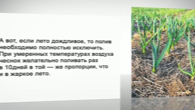 Как посадить чеснок осенью смотреть онлайн