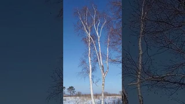 Кто умеет определять деревья по веткам и коре??? Не нашла ни одного тополя!