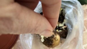 Какими горшками я пользуюсь для посадки Глоксиний