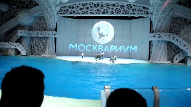 Касатки в Москвариуме смотреть онлайн