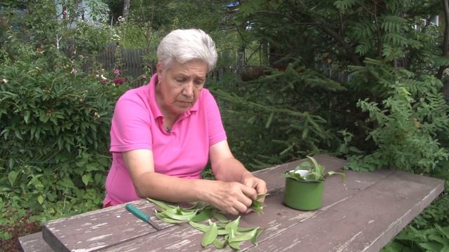 Сад у тетки славился своей запущенностью. Голова садовая с тетей таней. голова садовая тетя таня 2025 про гортензии. голова садовая лилии. баба таня голова садовая.