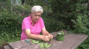 Голова садовая - Как черенковать лилии