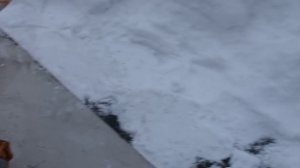 Заводим бензопилы Урал и Дружба на морозе!, что из этого вышло.