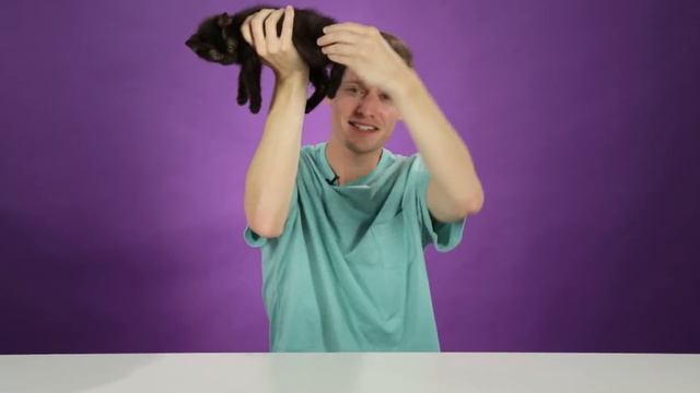 People Hold Kittens For The First Time смотреть онлайн