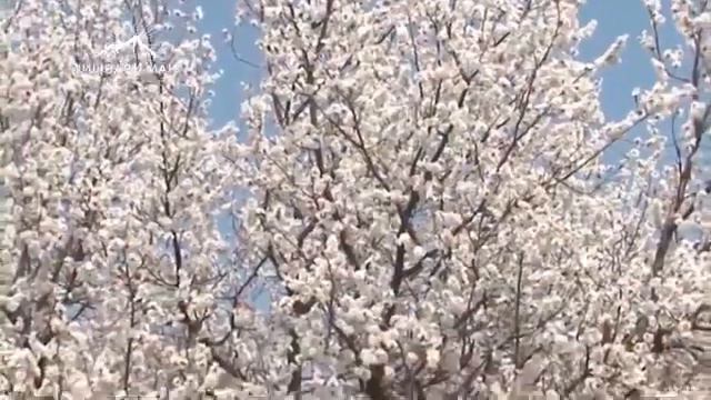 Фасли бахор смотреть онлайн