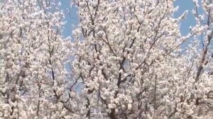 Фасли бахор