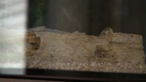 Муравьиная википедия — Lasius Niger