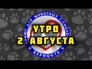 2 августа в бесплатной ветсанчасти: такса Грейс, Джина, Барон, Пчёлка, котобоксы, Фенечка и другие❤️