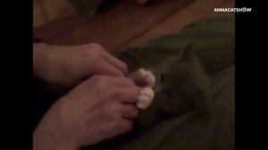 Удивленные коты