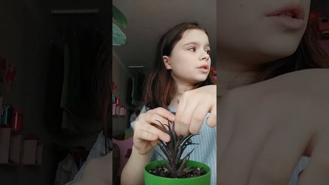 Размножаю суккуленты листом смотреть онлайн