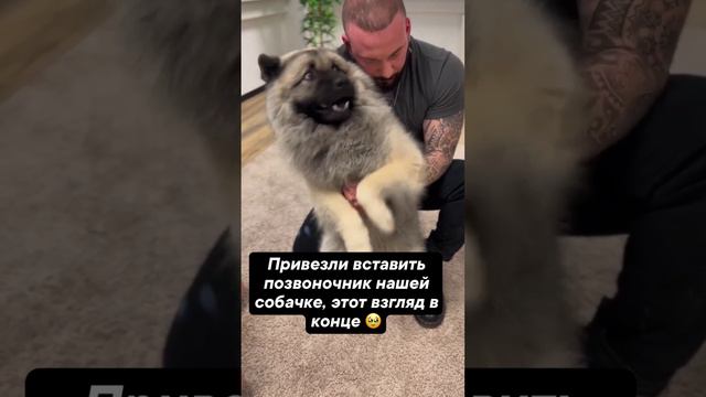 массаж собаки 😂 #собаке #юмор