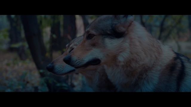 Волки - Tural Everest & Руслан Добрый _ НОВЫЙ КЛИП_Full-HD.mp4 смотреть онлайн