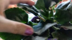 На мои фиалки напал клещ