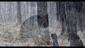 Глухарь токует The capercaillie sings