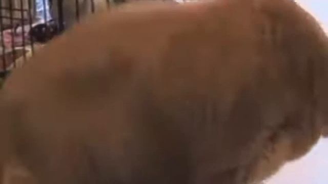 МАМА ОН ВЗОРВАЛСЯ!!!!!!!!!!!!?? смотреть онлайн