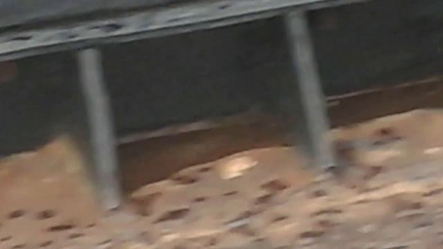 Заснял киску на пороме смотреть онлайн