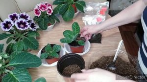 ПЕРЕВАЛКА ГЛОКСИНИЙ В БОЛЬШИЙ ГОРШОК