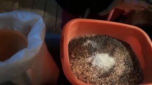 Как я кормлю кур породы Маран.