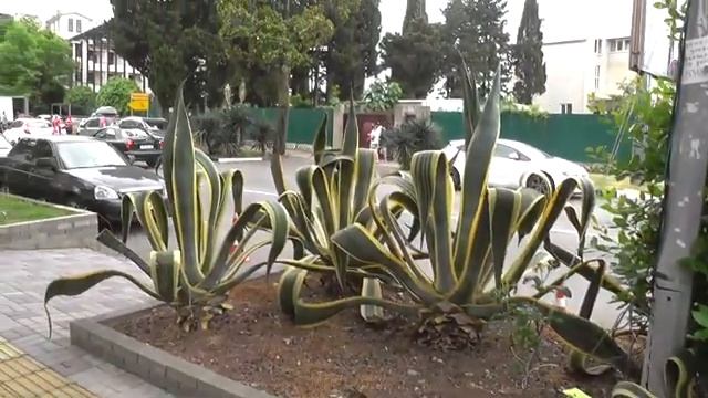 адлер 2019 дорога и 1 день смотреть онлайн